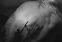 fiad_taylor_momsen_spine_014.jpg